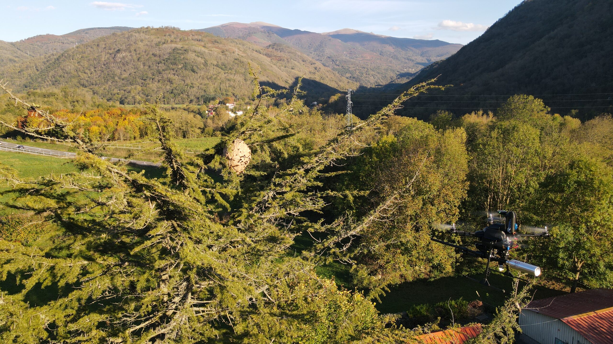 Destruction d'un nid de frelon asiatique par drone à 23 mètres de haut, sur la commune d'Arignac.