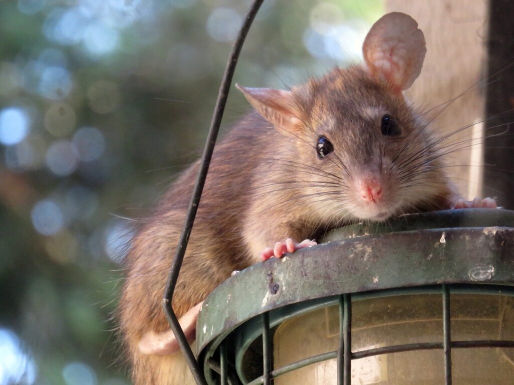 Lutte contre les rats par RDrone Concept Ariège.