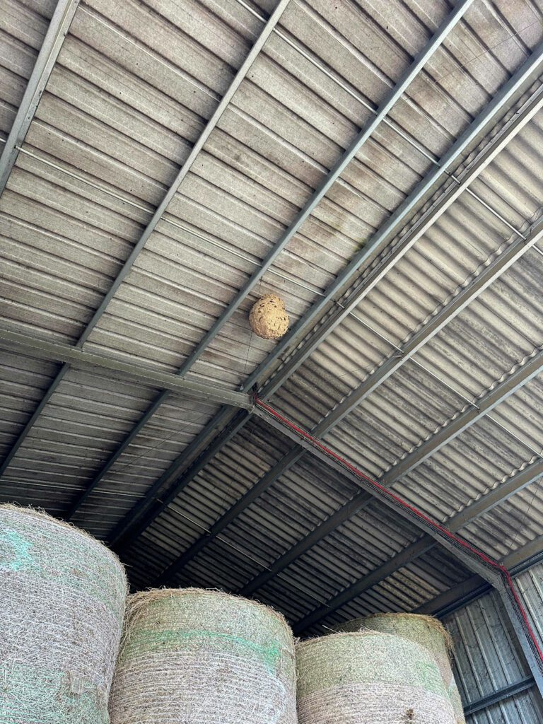 Destruction d'un gros nid de frelons asiatiques dans un hangar agricole à Gudas (09) par l'entreprise RDrone Concept.