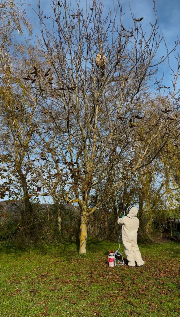 Technicien de RDrone Concept traitant à la perche un nid de frelons asiatiques à 5 mètres de haut dans un arbre à Brassac (09).