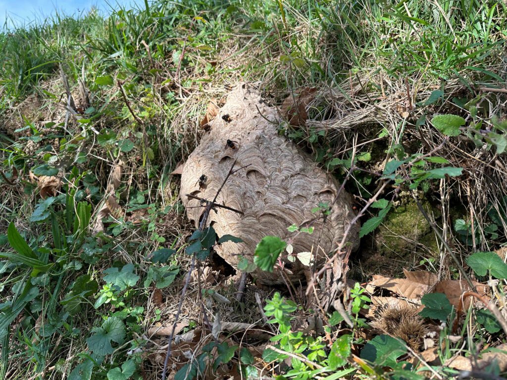 Neutralisation par RDrone Concept d'un nid de frelons asiatiques dangereux dans un talus en bord de chemin à Saint-Martin-de-Caralp (09).