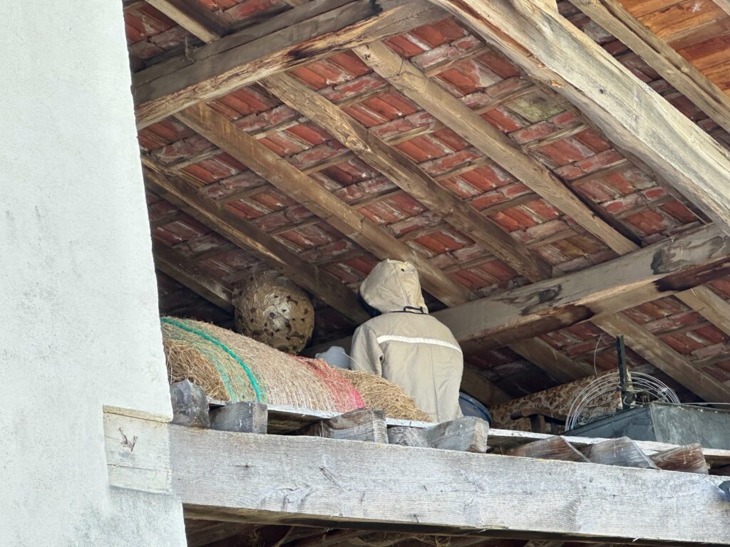 Technicien de RDrone Concept en plein traitement d'un gros nid de frelons asiatiques dans une grange au Bernet (09).