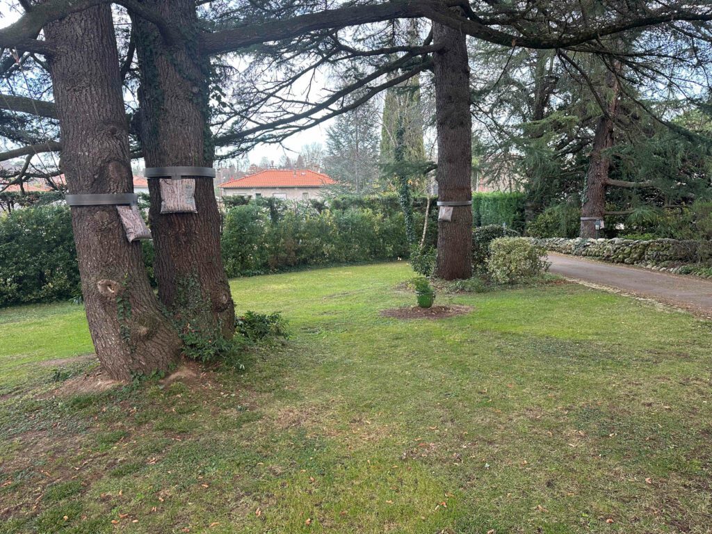 Colliers écopièges installés par RDrone Concept sur des troncs de pins pour stopper les descentes des chenilles processionnaires à Pamiers.
