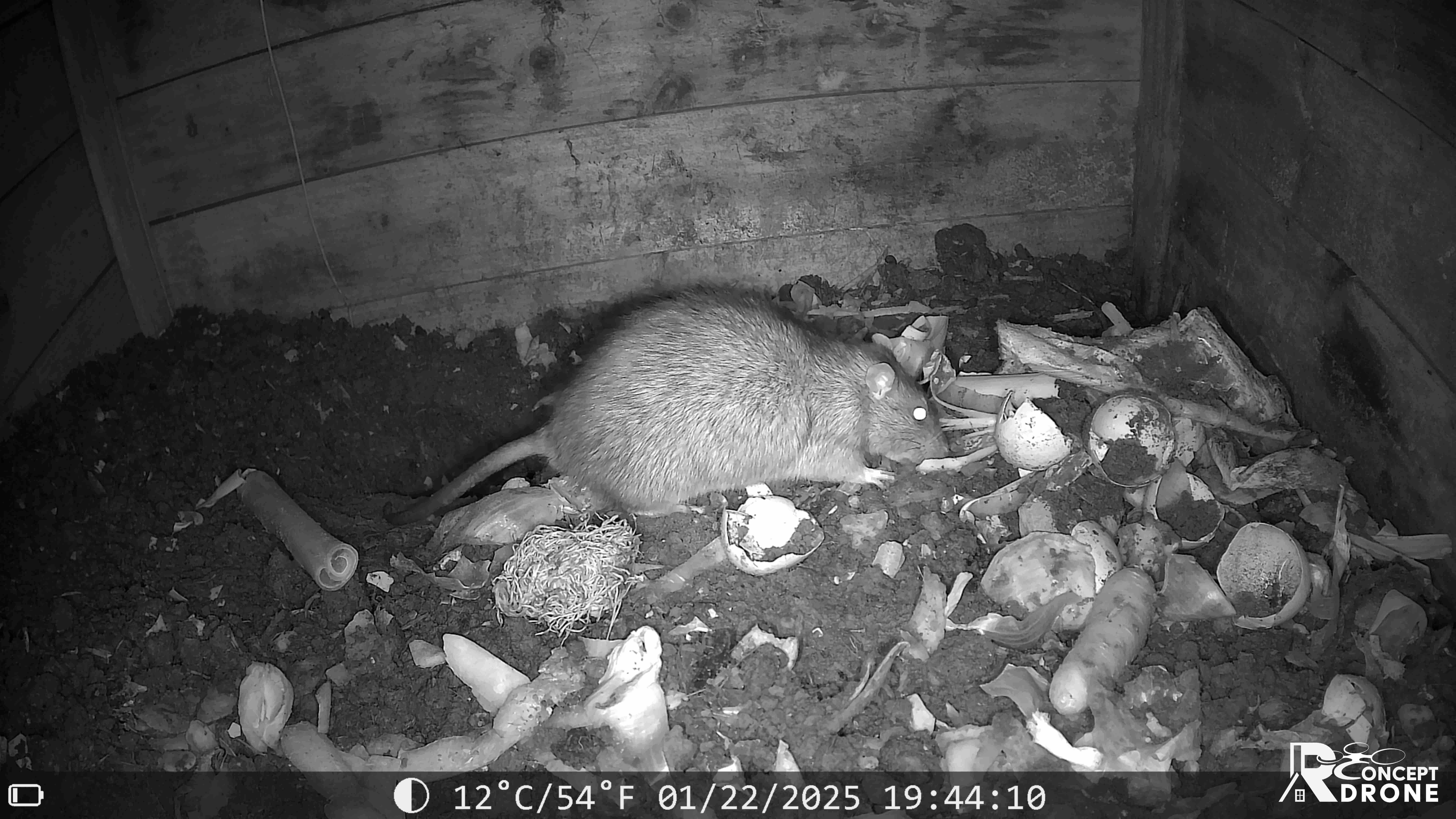 Rat brun en train de manger des restes de légumes dans un composteur de jardin avant l'intervention de l'entreprise RDrone Concept.
